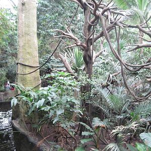 Lied Jungle-Blue Monkey Exhibit