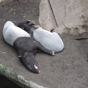 Lied Jungle-Malayan Tapirs