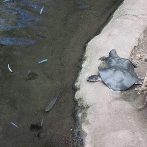 Lied Jungle-Nile Soft-shelled Turtle