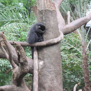 Lied Jungle-Blue Monkey