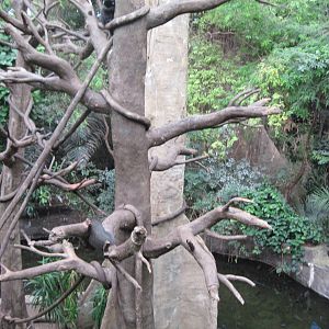 Lied Jungle-Blue Monkey Exhibit