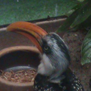 yellow-billed hornbill? 050910