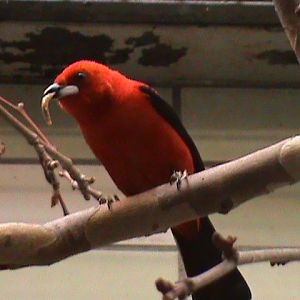 brazilian tanager (Ramphocelus bresilius) 050910