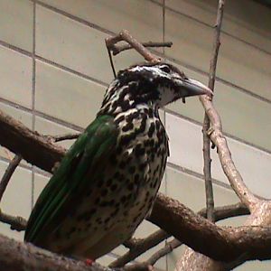 white-eared catbird 050910