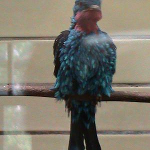 spangled cotinga 050910