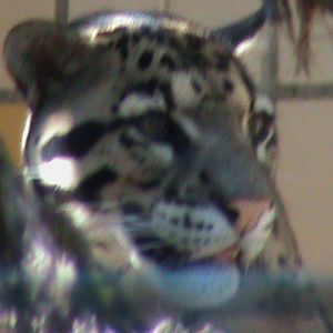 indochinese clouded leopard 050910