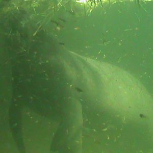 antillan manatee 050910