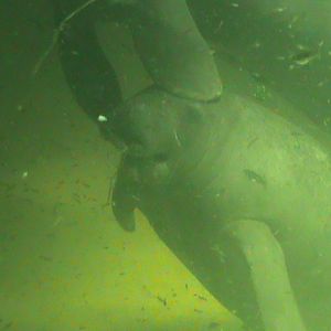 antillan manatee 050910