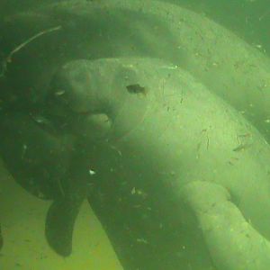 antillan manatee 050910