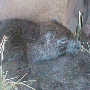 desmarests hutia 050910