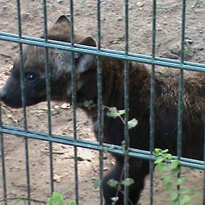 spotted hyena cub 050910