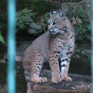 bobcat 050910