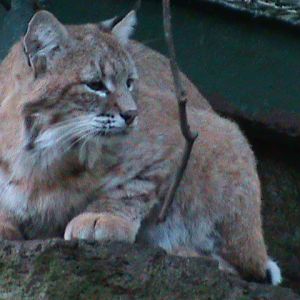 bobcat 050910