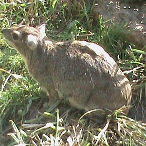 yellow-spotted rock hyrax 050910