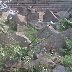 hyrax enclosure 050910