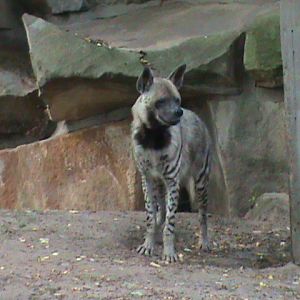 striped hyena 050910