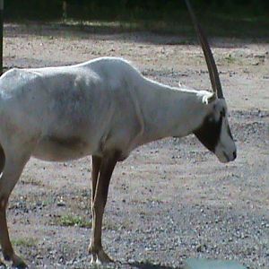 arabian oryx 050910