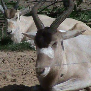 addax 050910