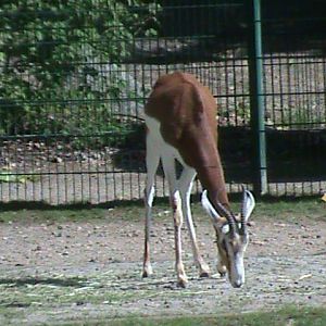 mhorr gazelle 050910