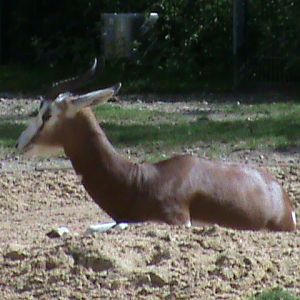 mhorr gazelle 050910