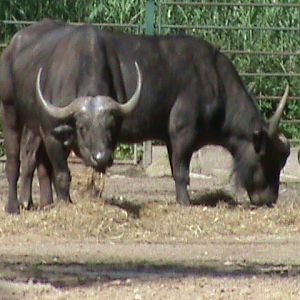 cape buffalo 050910