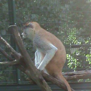 patas monkey 050910