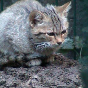 european wildcat 050910
