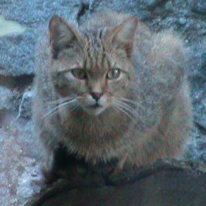 european wildcat 050910