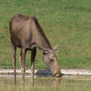 european elk 050910