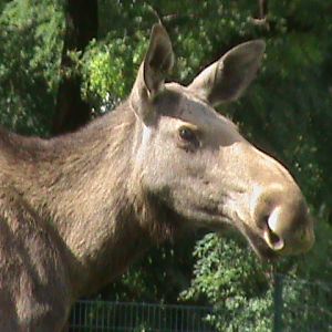european elk 050910