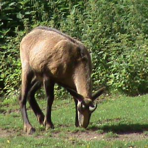 alpine chamois 050910
