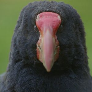 takahe (Porphyrio hochstetteri)