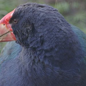 takahe (Porphyrio hochstetteri)
