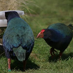 takahe (Porphyrio hochstetteri)