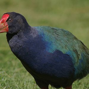 takahe (Porphyrio hochstetteri)