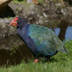 takahe (Porphyrio hochstetteri)