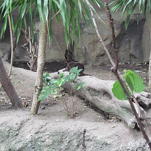 Lied Jungle-African Spot-necked Otters