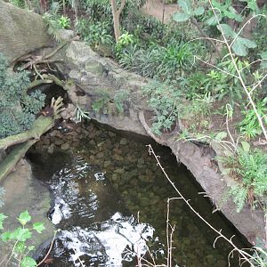 Lied Jungle-Nile Soft-shelled Turtle/Ciclid Exhibit
