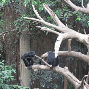 Lied Jungle-Spider Monkeys