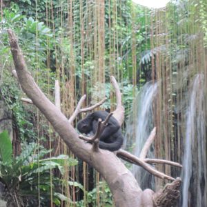 Lied Jungle-Spider Monkeys
