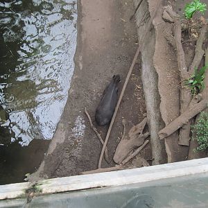 Lied Jungle-Baird's Tapir