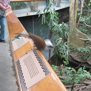 Lied Jungle-White-crested Laughing Thrush