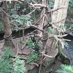 Lied Jungle-Spider Monkey/Capuchin Monkey Exhibit