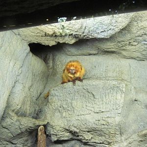Lied Jungle-Golden Lion Tamarin