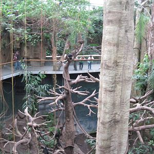 Lied Jungle-Spider Monkey/ Capuchin Monkey Exhibit