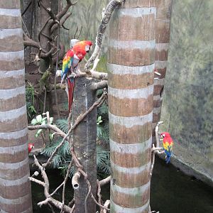 Lied Jungle-Scarlet Macaws