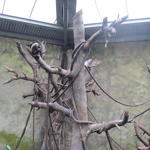 Lied Jungle-Red-bearded Saki Monkey Exhibit