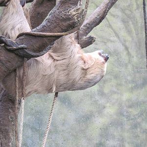 Lied Jungle-Two-toed Sloth