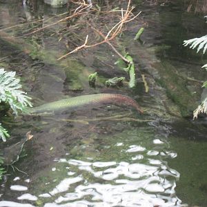 Lied Jungle-Arapaima