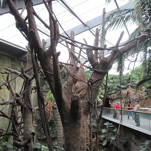 Lied Jungle-Two-toed